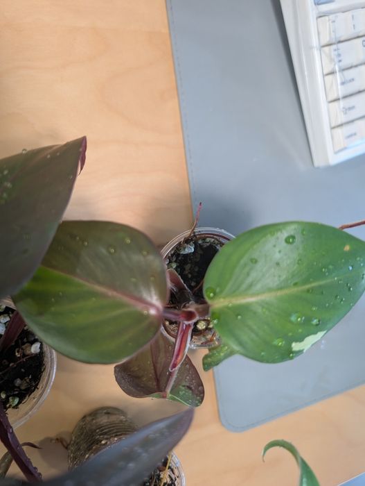 Zestaw philodendron (pink princess, white princess, white Knight)