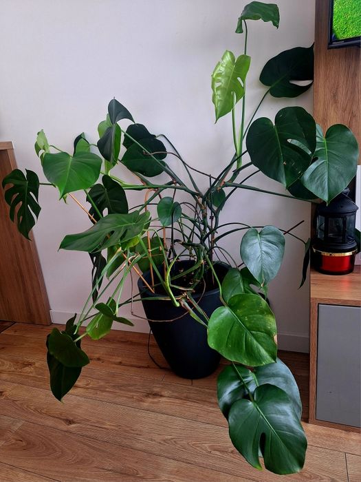 monstera dziurawa z donica