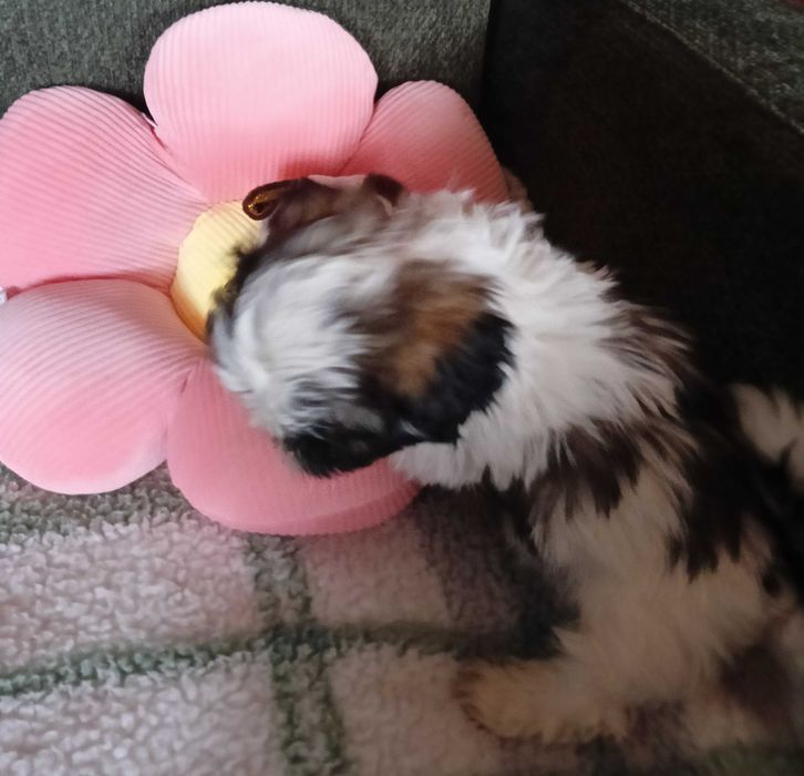 Piękna suczka  shih tzu