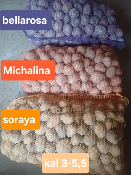 Ziemniaki kal 3-5,5 jak sadz. 0,50gr