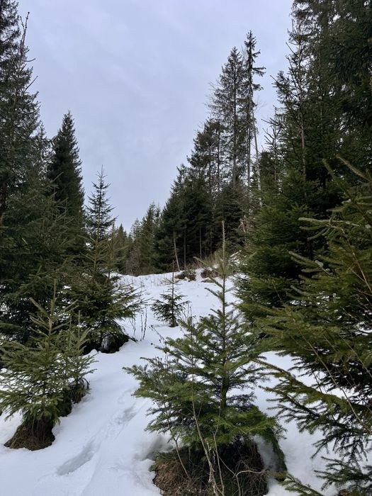 Ділянка в Карпатах біля річки ( Кривопільський перевал )