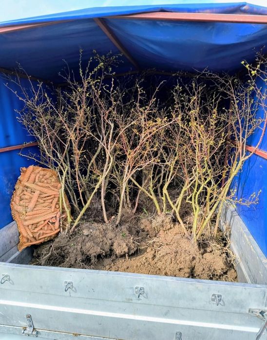 Krzewy borówki amerykańskiej