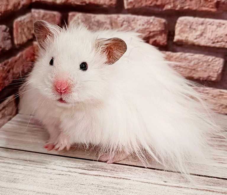Роскошные королевские ангорские хомячки, белоснежного окраса, хомяки