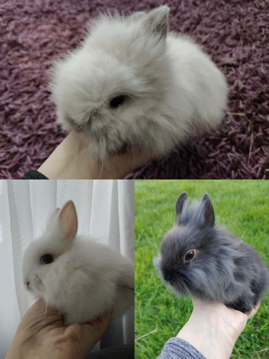 Królik miniaturka karzełek Teddy