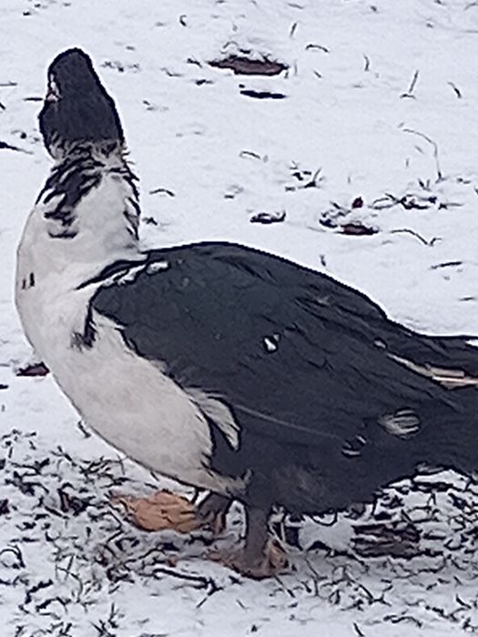 Мускусні качки цього року 3щт.