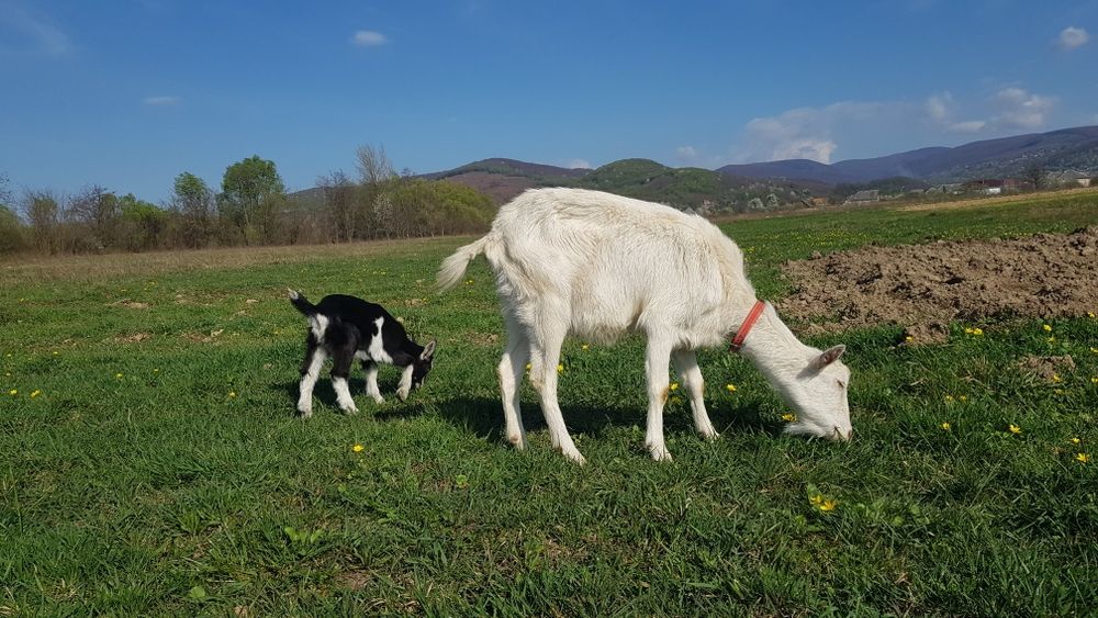 Продам цапика 2 місяця