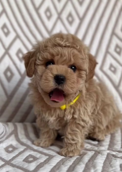 Мальтіпу красуня дівчинка