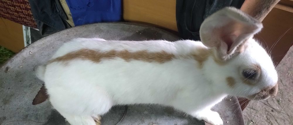 Srokacz Żółty samiec