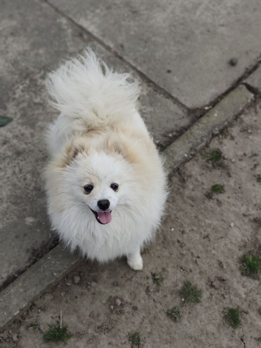 Szpic miniaturowy pomeranian