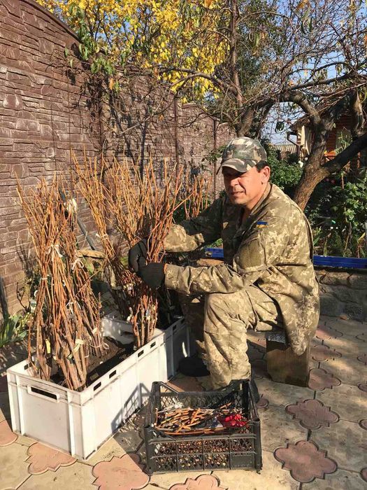 Морозостійкий виноград. Саджанці. Від