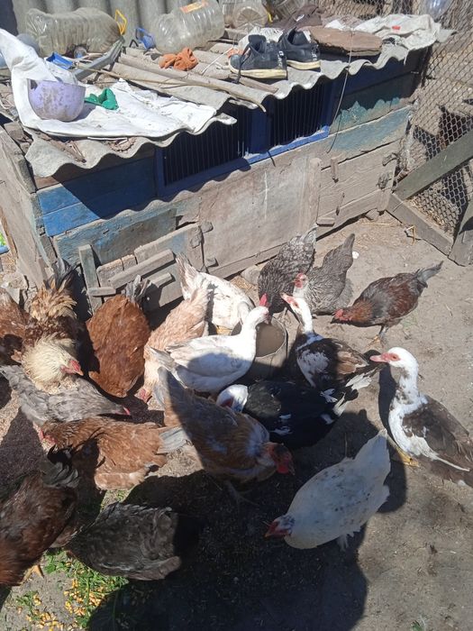 Продам сім'ю шипунів