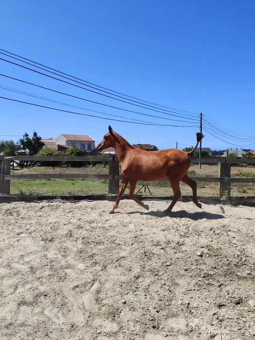 Poldra anglo-arabe 14 meses
