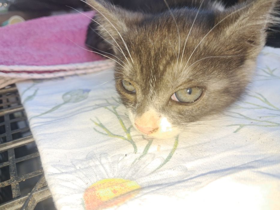 Котик в добрі руки