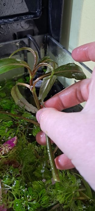 Sprzedam sadzonki roślin akwariowych