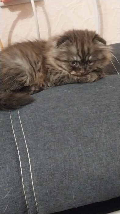 Продаються шотландські кошенята