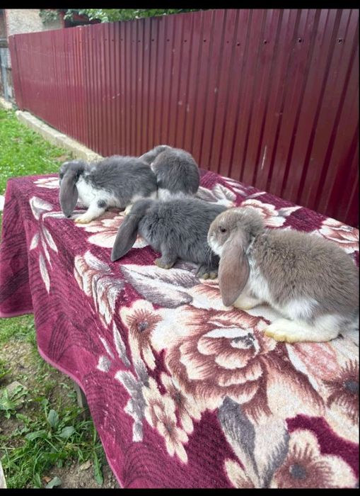 Продаю кроликів "Французький баран" 
Вік :1,5-2 місяці 
(Здорові, акти