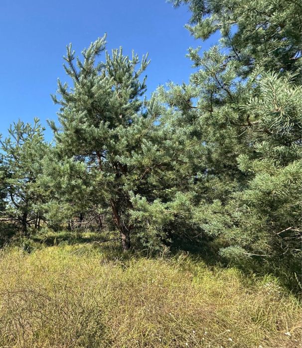 Колонщина! Земельний масив 7 Га!