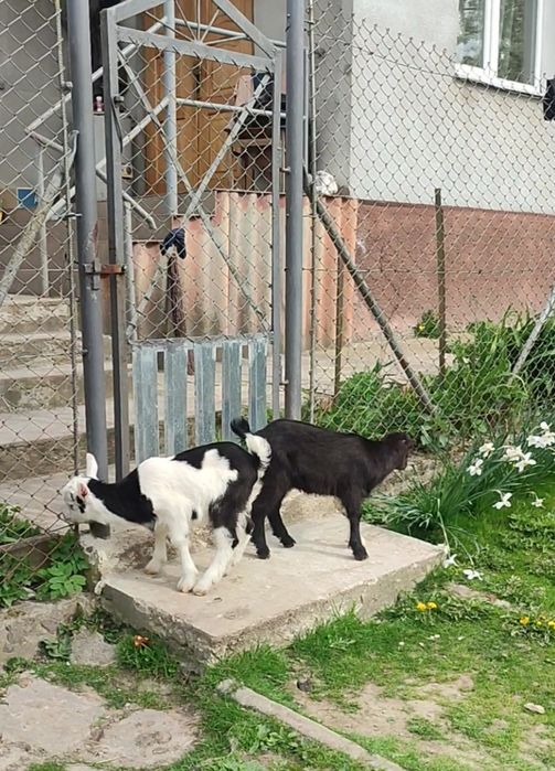 Продається Коза,козеня