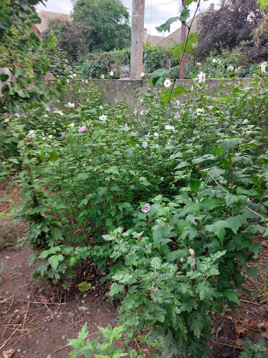 Продам чотирирічні саджанці  гібіскуса