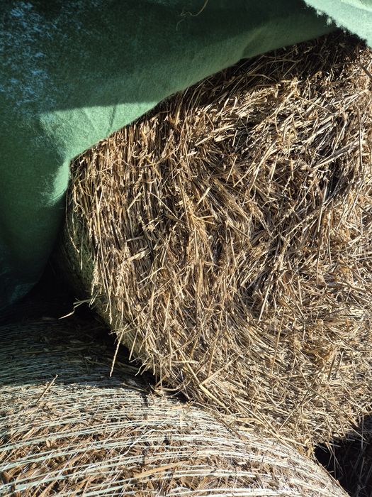 Słoma baloty 135cm