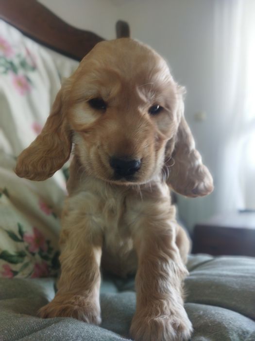 Cocker spaniel angielski suczka