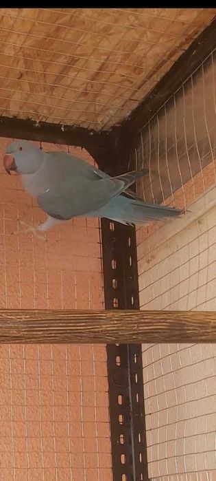 Ringneck Casal Violeta x Cobalto portadores de CC