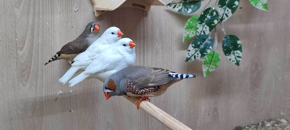 Astryld Trzcinowy Zeberka Gołąbek Diamętowy Przepiórka Chińska