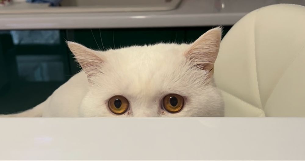 Кот британец Приглашает в гости кошечку