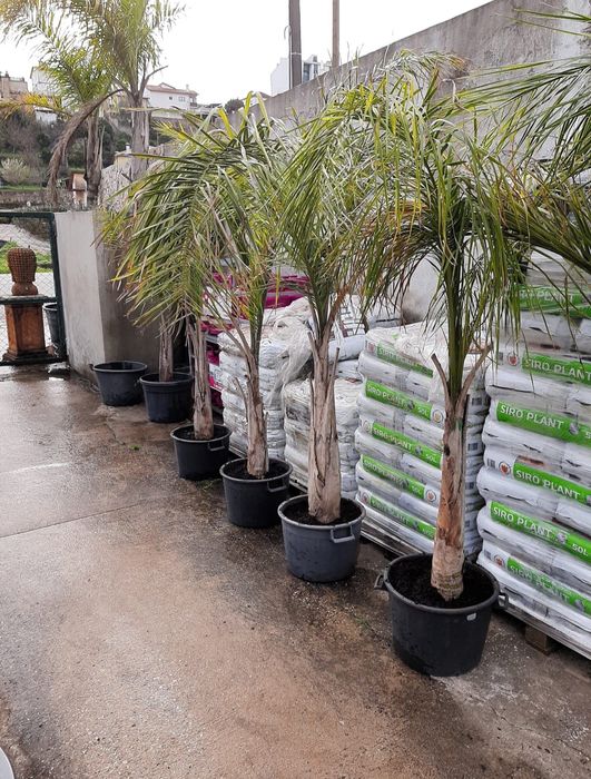Coqueiros/ Planta de exterior
