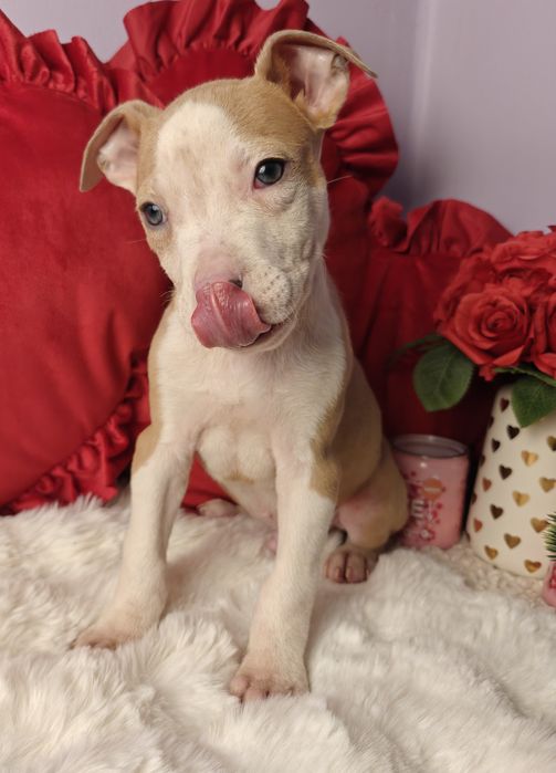 Kochany piesek Amstaff!