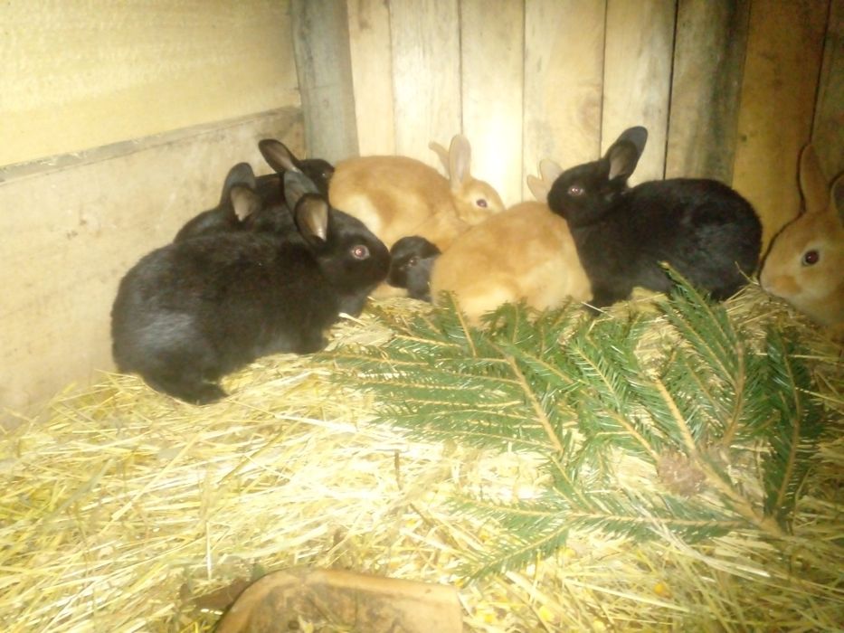 Самці молодняк різних порід