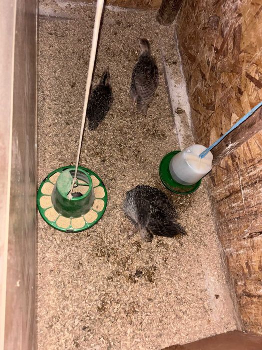 Pintos & Perús & Codornizes