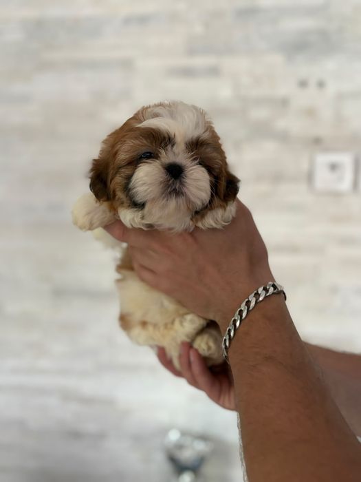 Shih tzu miniaturowy piekny piesek