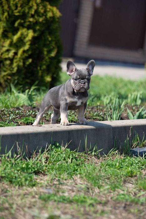 Продам щенка французкого бульдога