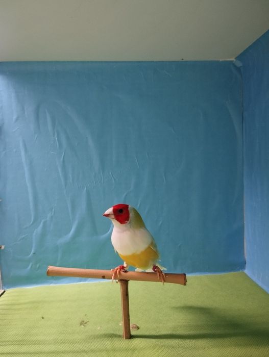 Diamantes gould machos