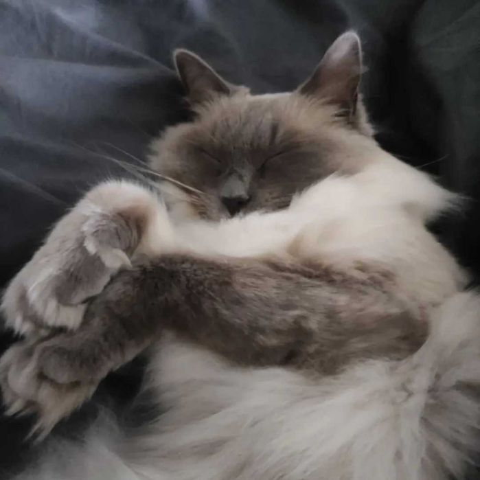 Cat Sitting Margem Sul
