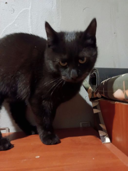 Гарні котики в добрі руки