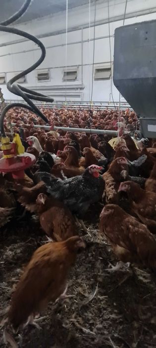 Kury Nioski młode z pierwszym jajkiem.Rosa Messa Leghorn Dominant.