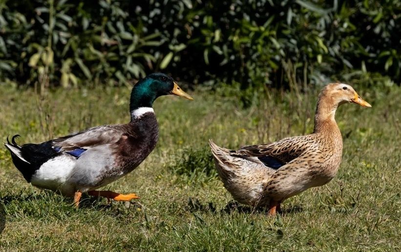 Patos rouen de 2026
