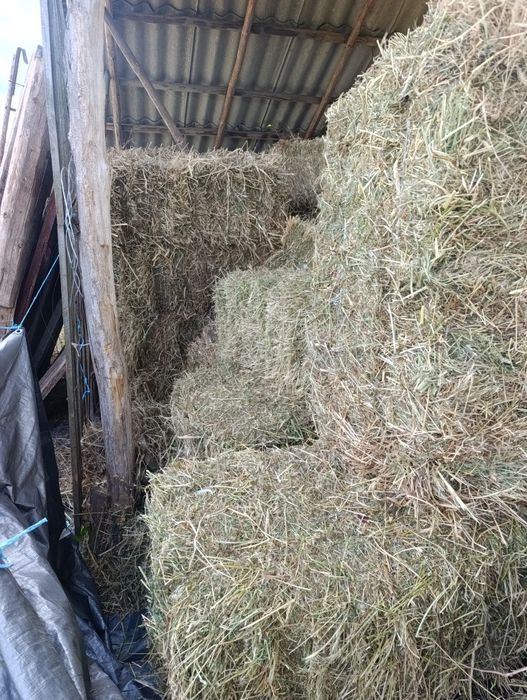 Продам тюки. Зерно. Кукурудза. Пшениця. Ячмінь