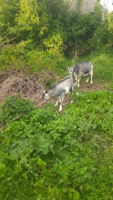Продам, козлика хорошої породи