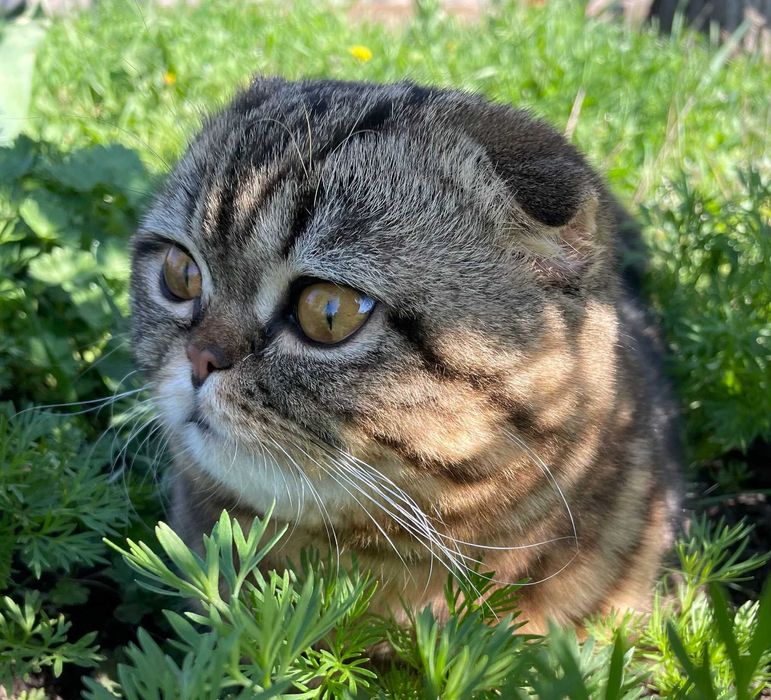 В'язка кота Скотіш-фолд Scottish Fold шотландський висловухий