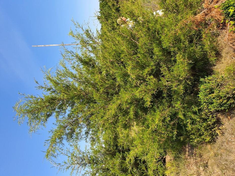 Можжевельник под высадку, разные размеры