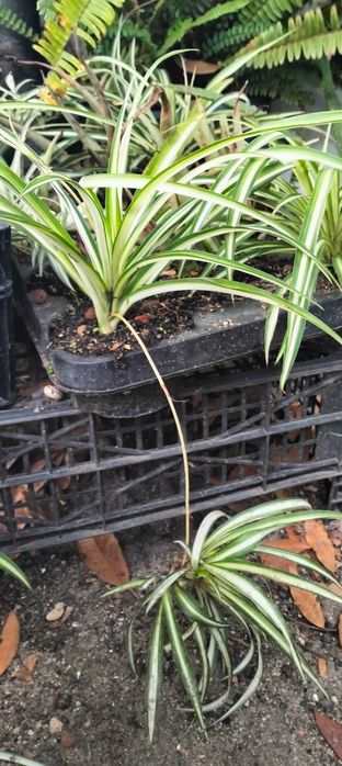 Clorofito ou planta aranha (floreira não incluída)