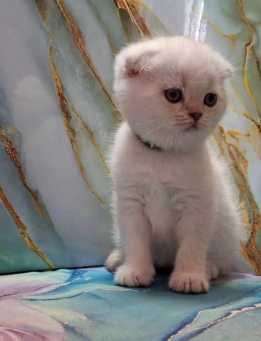 Шотландские котики короткошёрстные