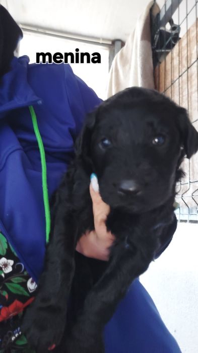 Os pequenos amores a procura da nova família