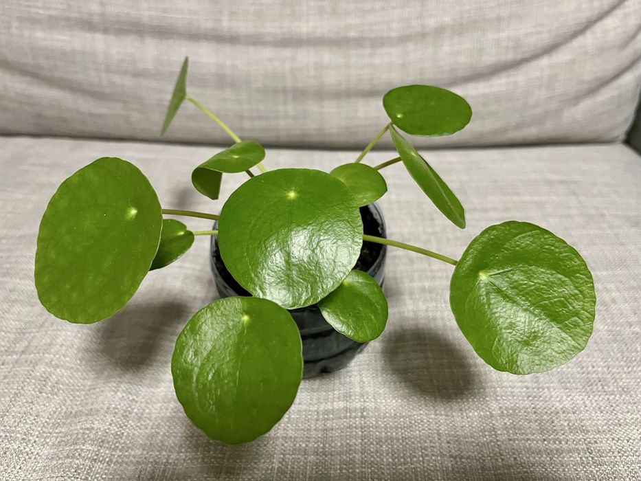 Roślina doniczkowa: Pilea peperomioides (pieniążek)