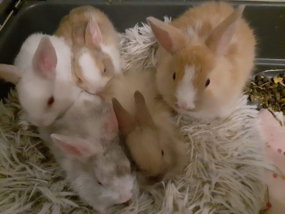 Miesięczne kroliczki