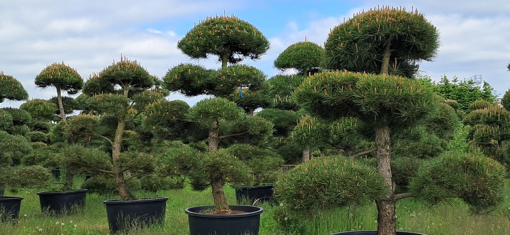 bonsai sosna bonsai 250-300cm super jakość producent