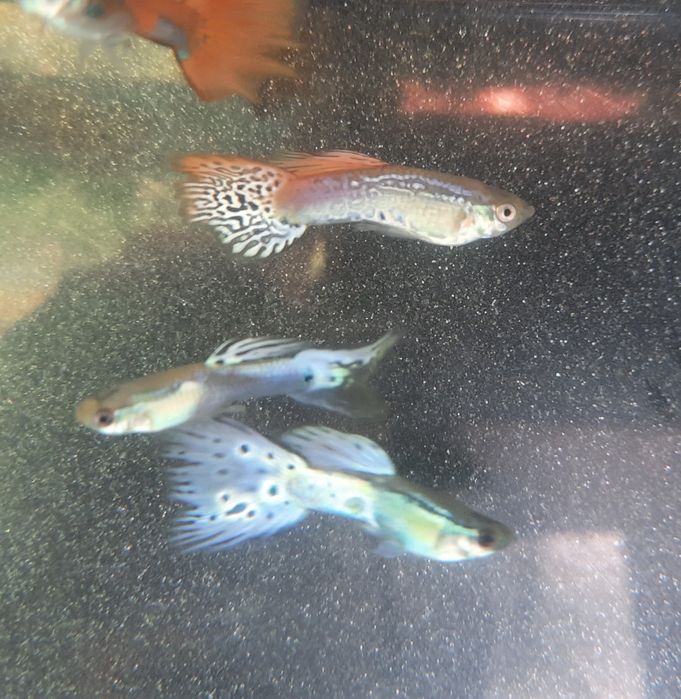 Peixe Guppy água fria